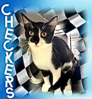 Checkers Kuykendahl Petsmart