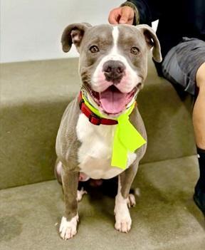 Brewstera Goofy Silly