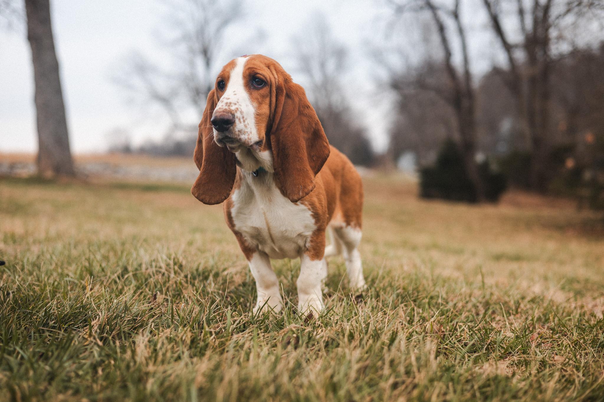 Honey Suckle Transport