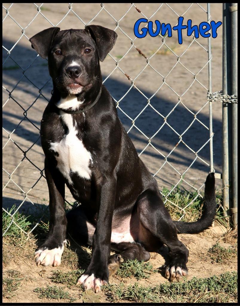 Gunther