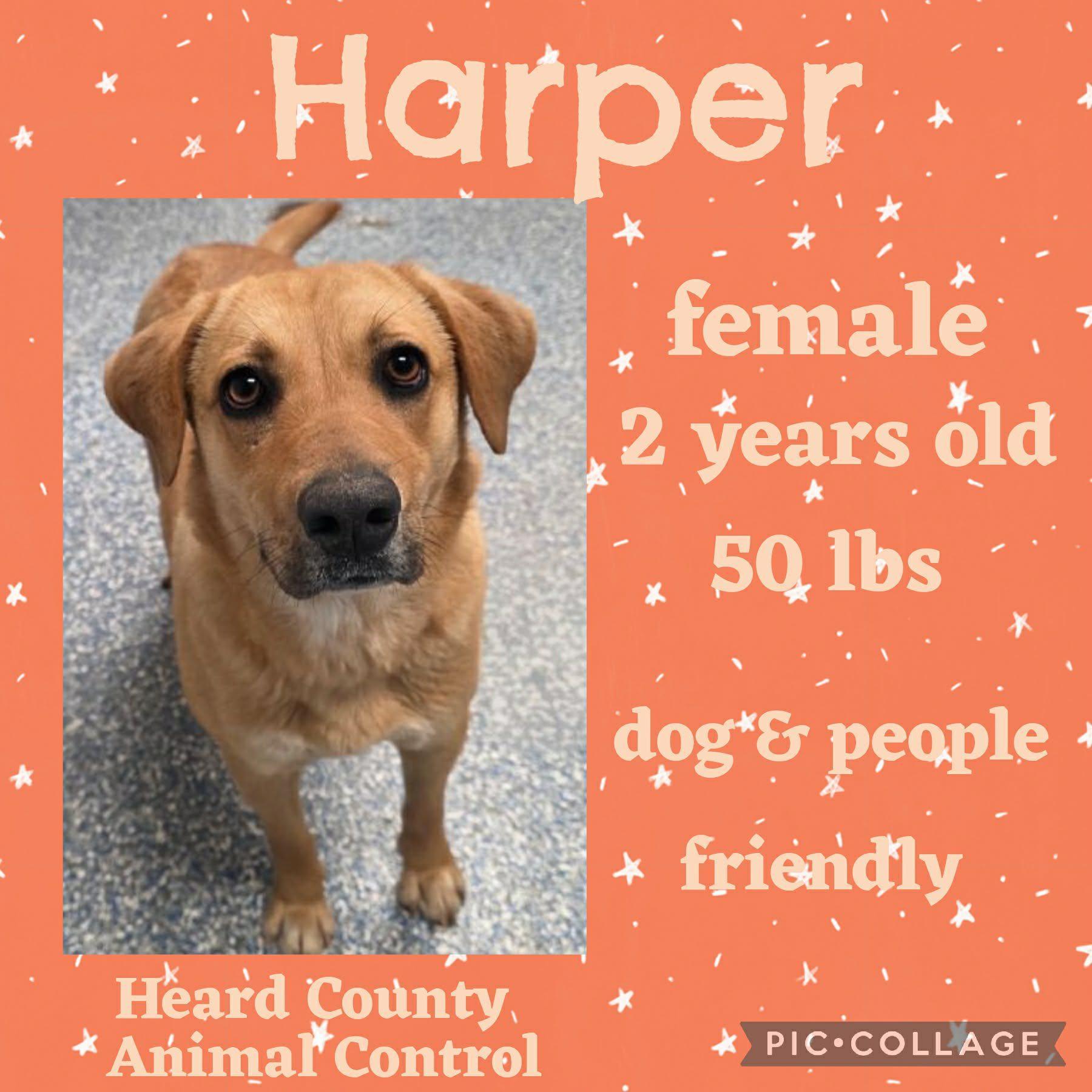 Harper