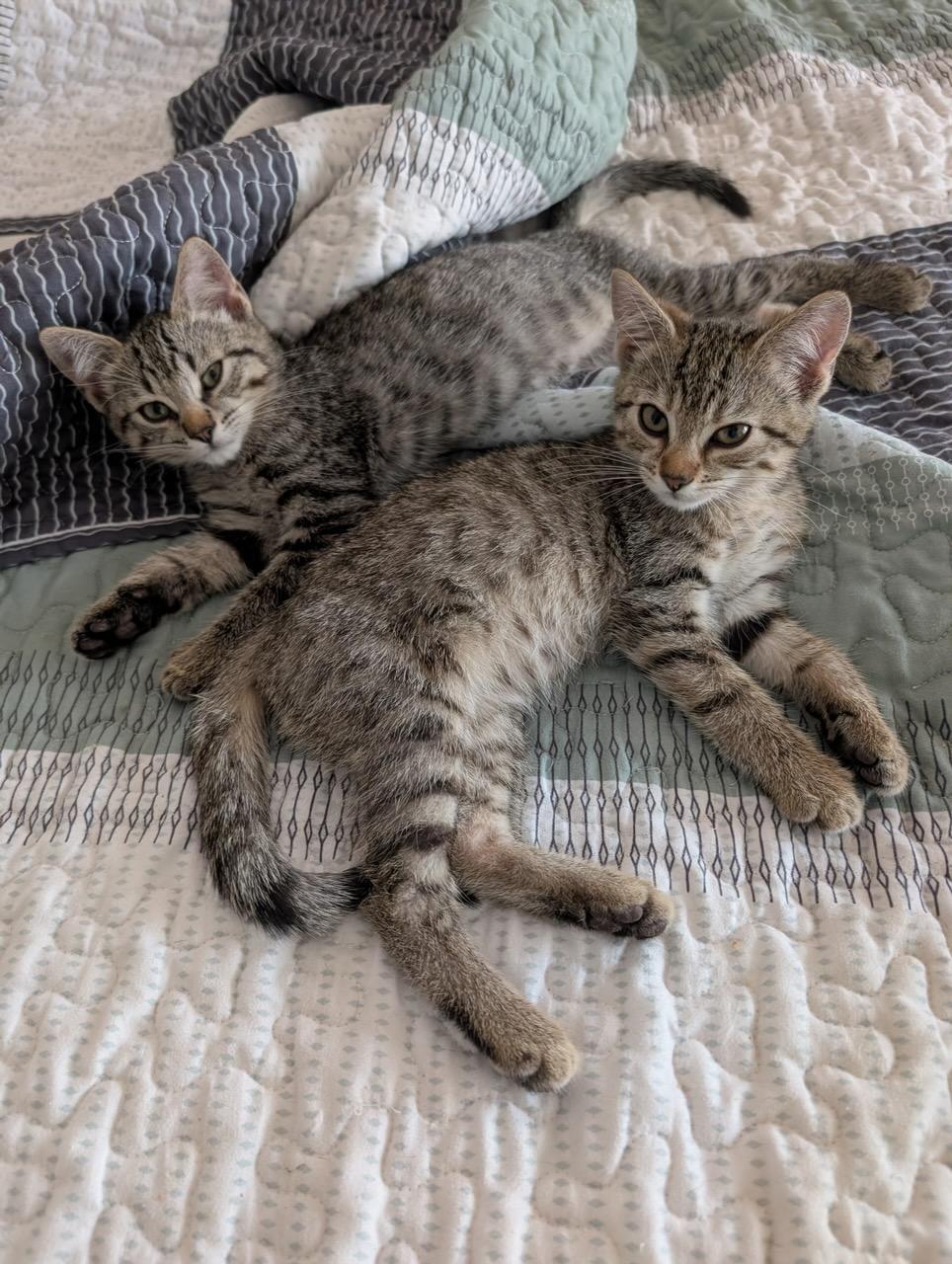 A baby small-sized female Tabby (Gray / Blue / Silver) Domestic Short Hair cat named Mauve & Goldie for adoption in Boca Raton, FL