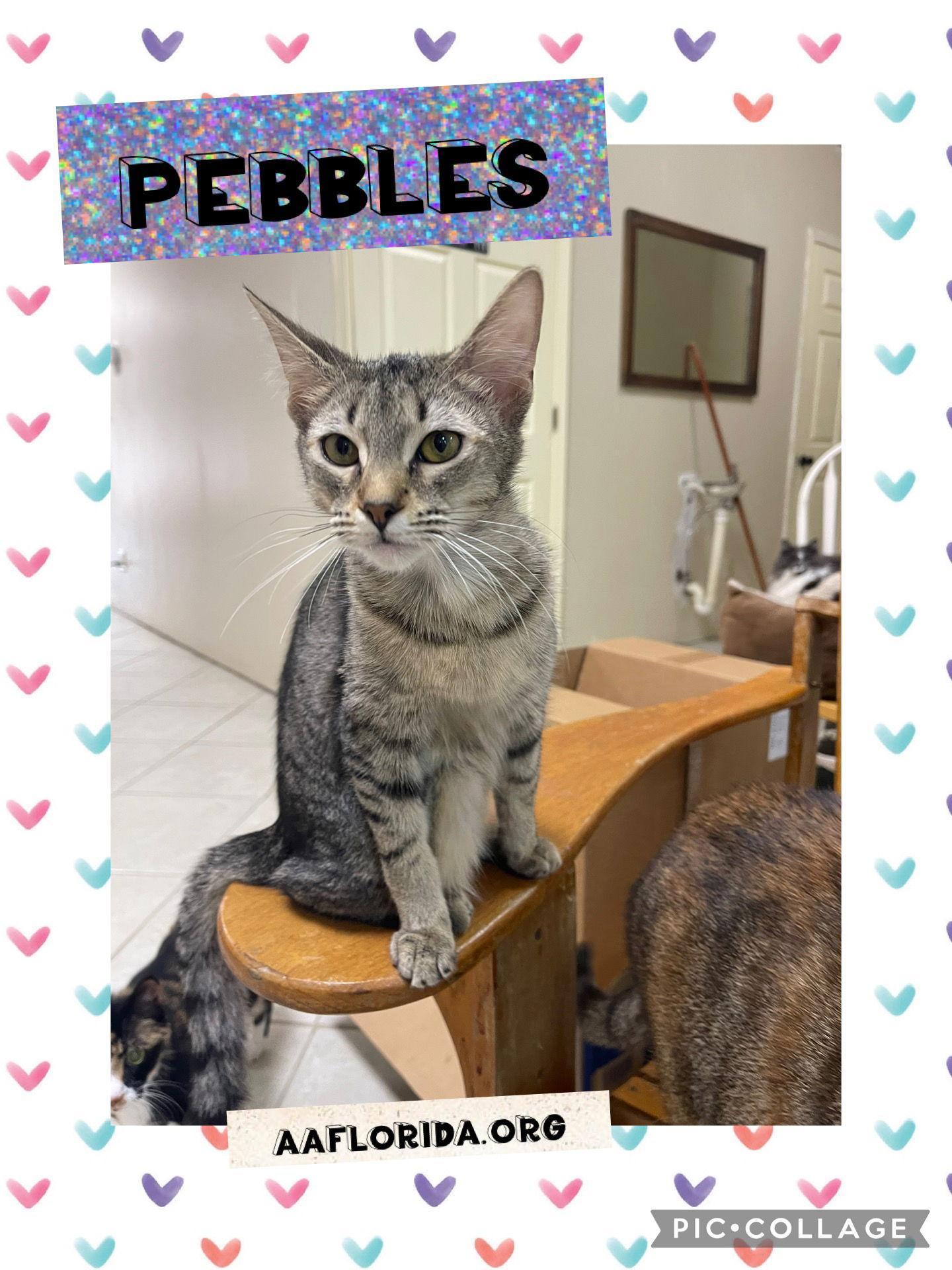 Pebbles Cyd