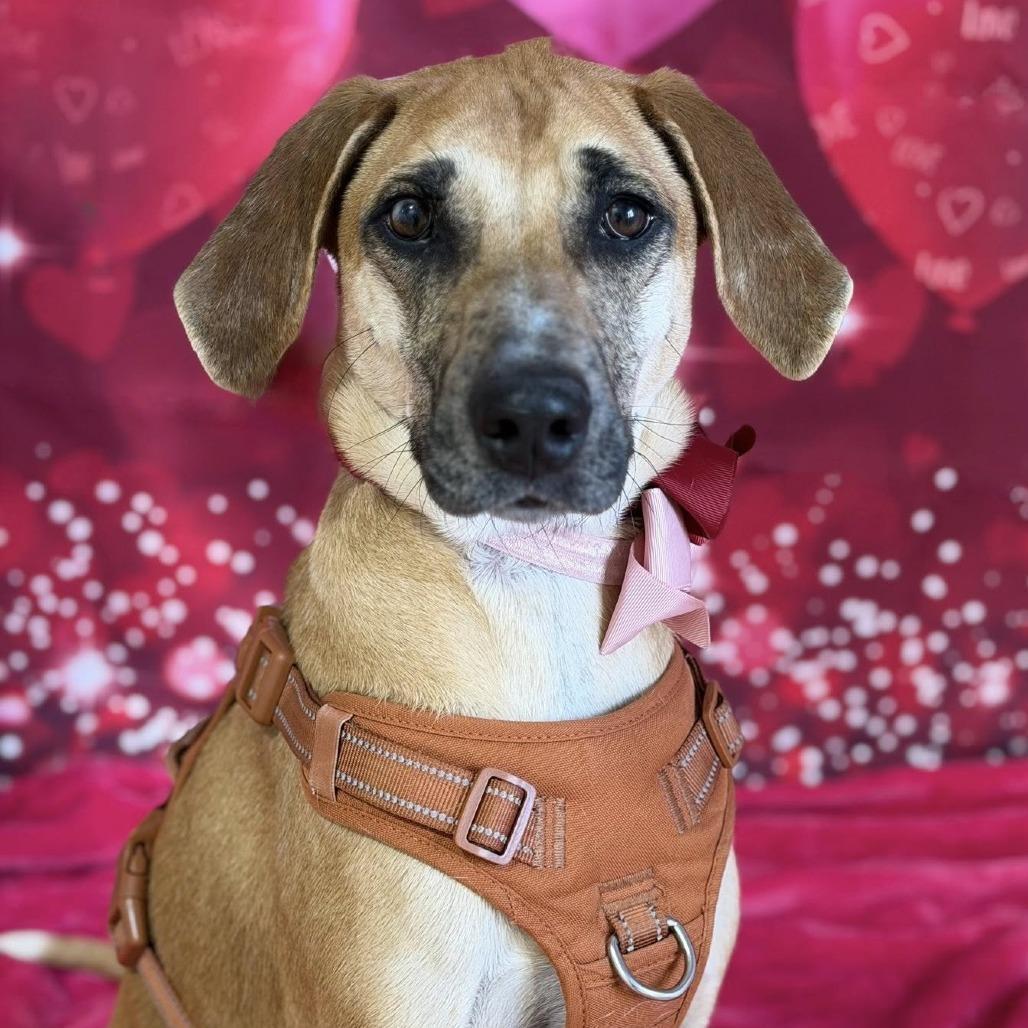 Maggie The Toaster Oven