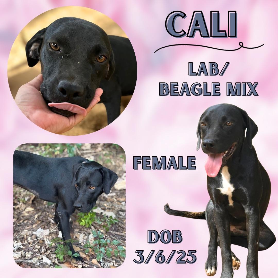 A young medium-sized female Black Labrador Retriever dog named Cali for adoption in Caldwell, TX