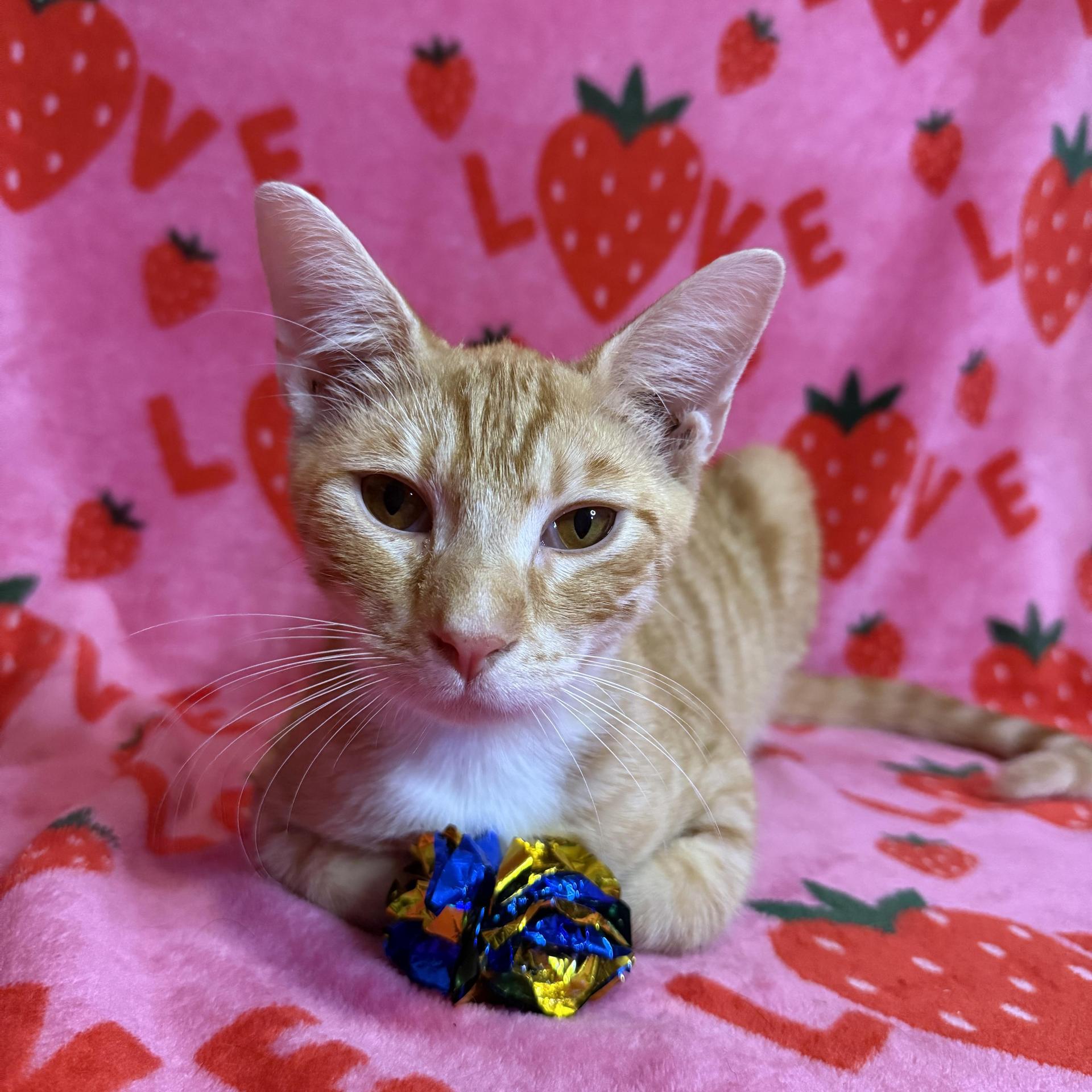 A young large-sized male Orange / Red Domestic Short Hair cat named Cheeto for adoption in Miami, FL