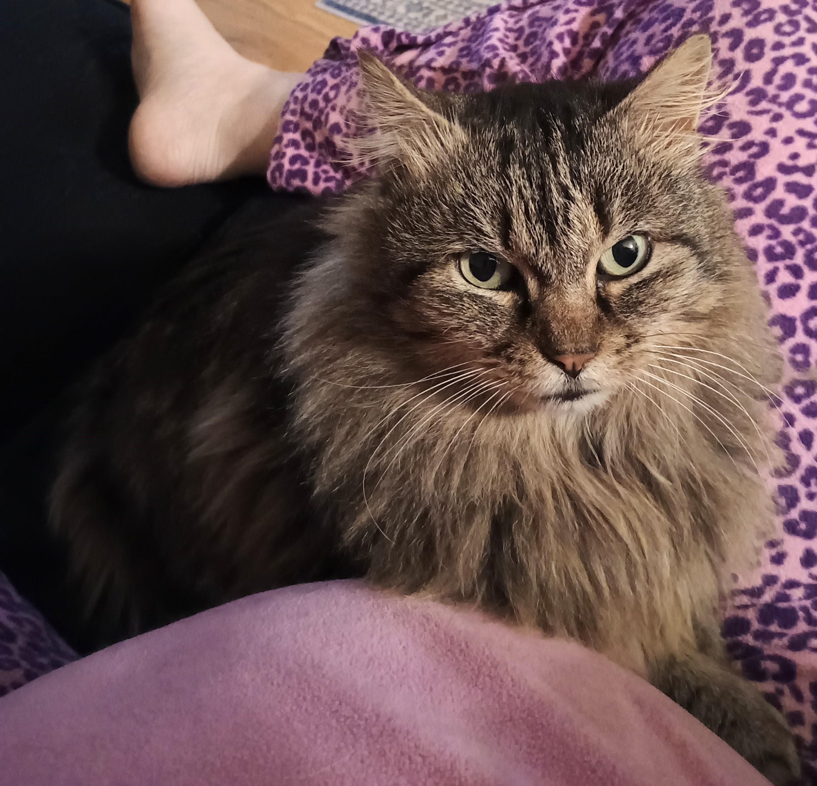 Cheyenne Therapy Cat