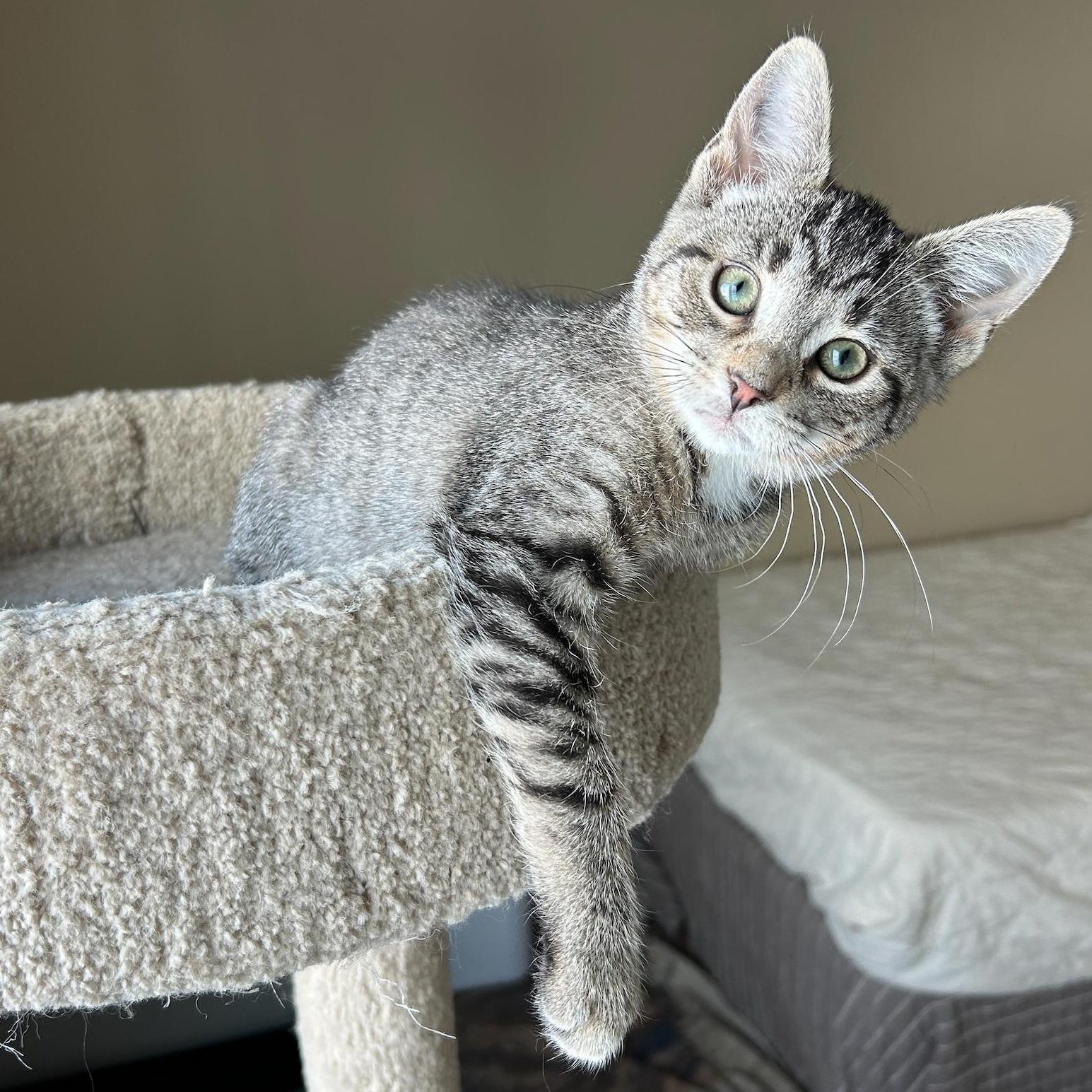 A baby medium-sized female Tabby (Brown / Chocolate) Tabby cat named Zepplin for adoption in Grand Rapids, MI