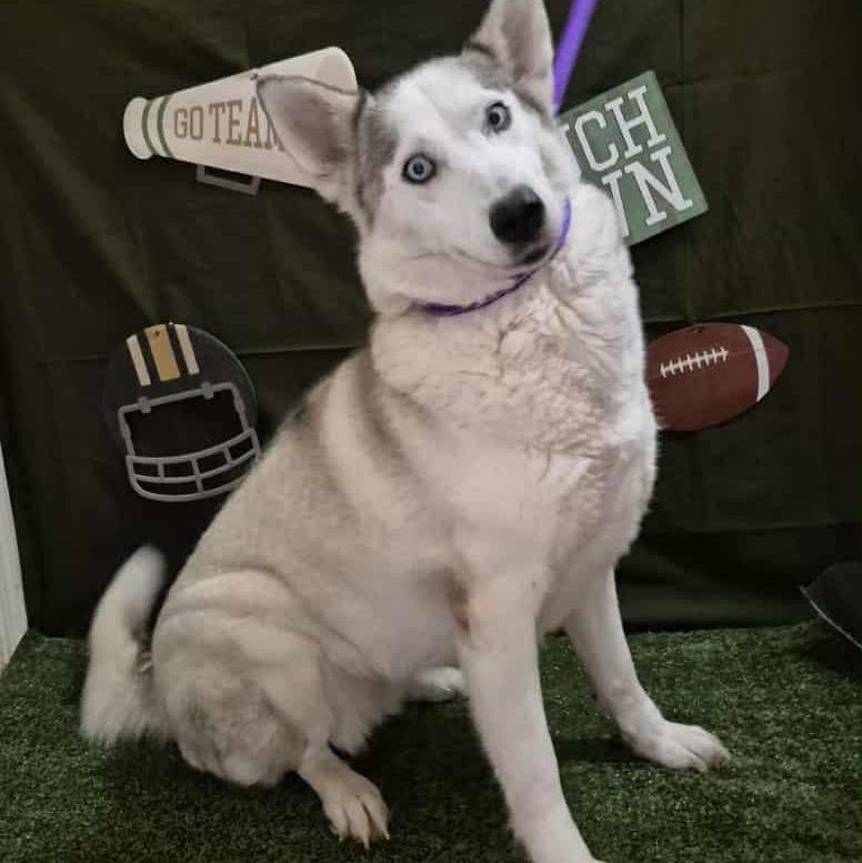 A young medium-sized female White / Cream Siberian Husky dog named Elsa for adoption in Richmond, TX