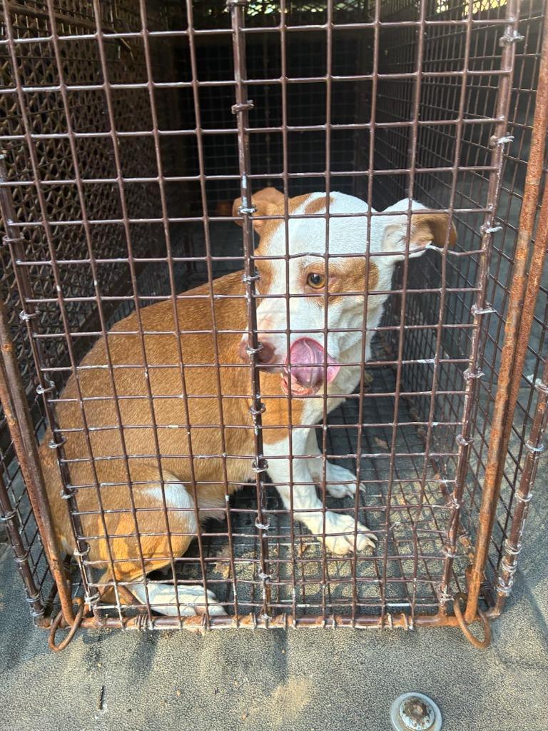 An adult large-sized female Mixed Breed dog named Sarabehavior for adoption in Chickamauga , GA