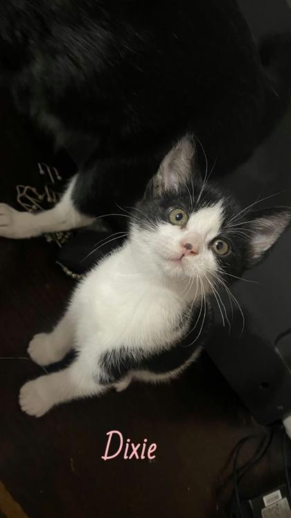 Dixie