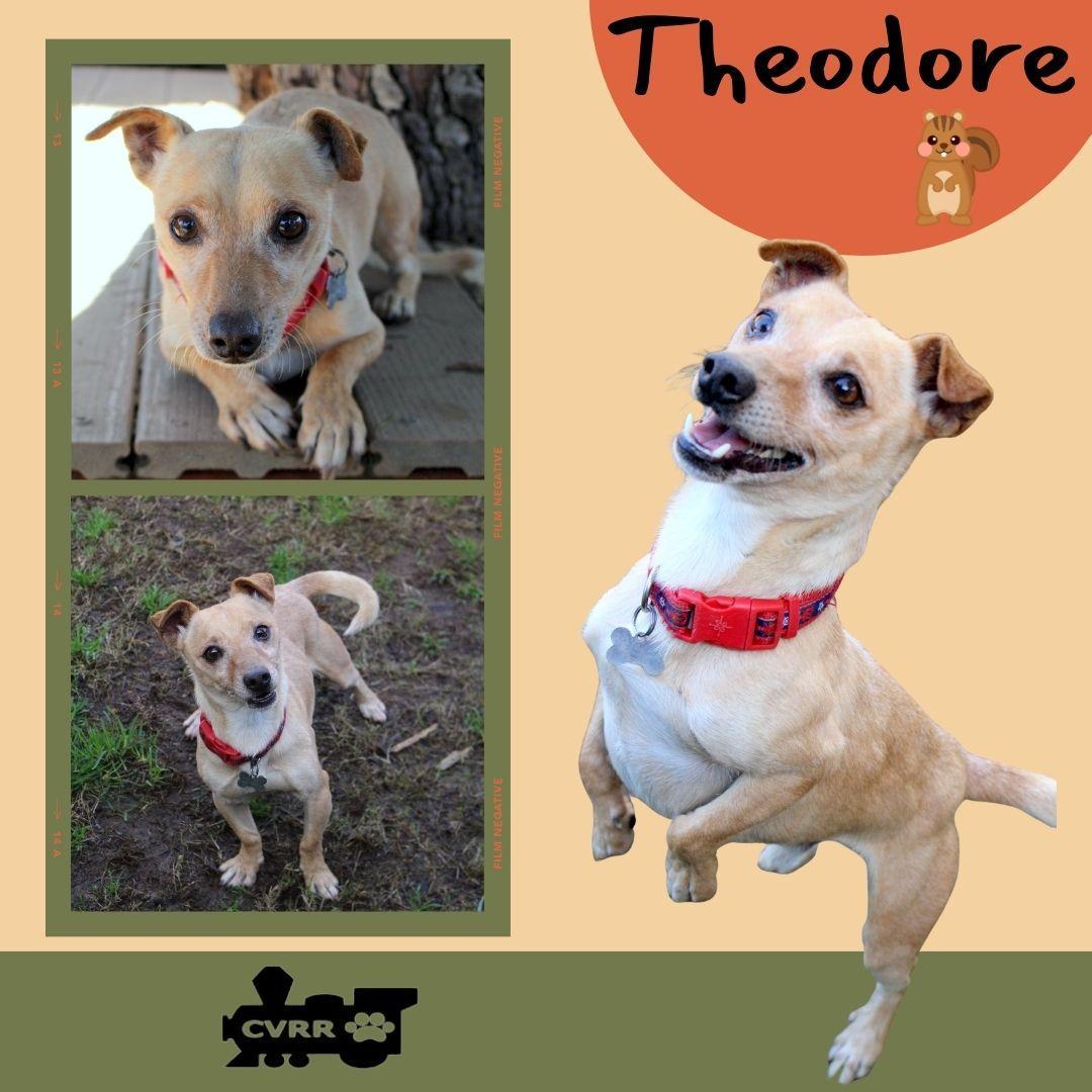 Theodore photo 1