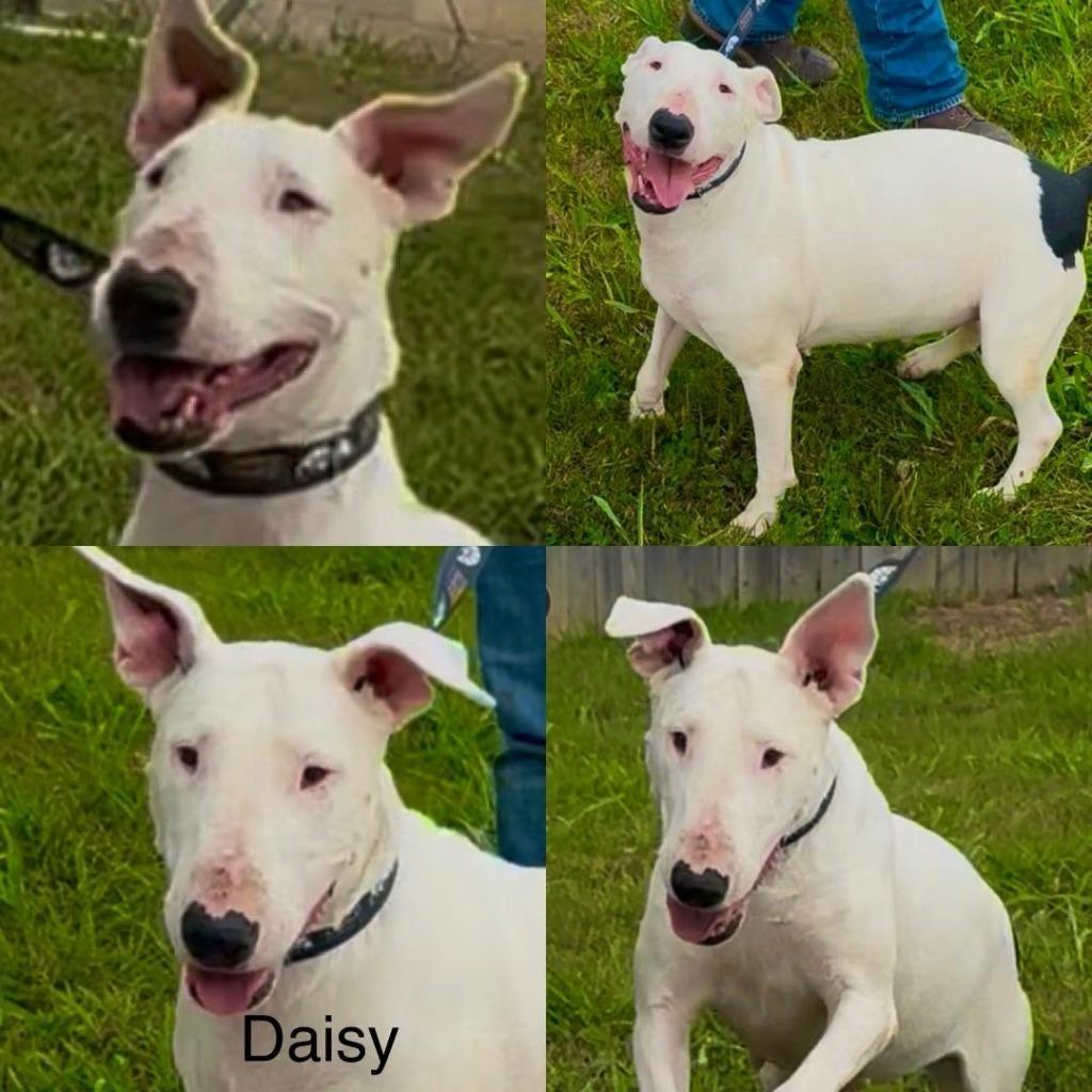 Daisy