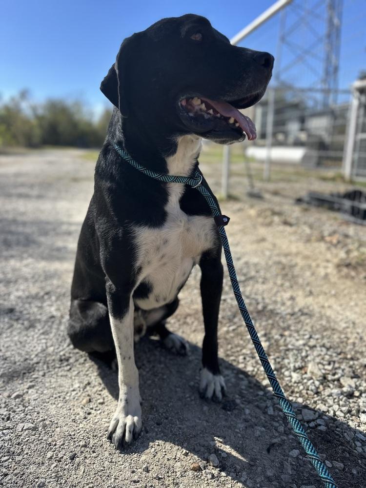 Goliath From Wortham