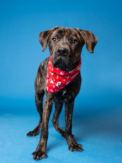 A young medium-sized male Mixed Breed dog named Lio for adoption in Atlanta, GA