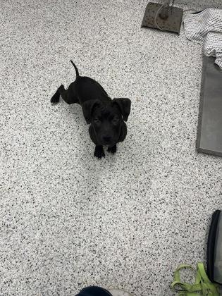 A young medium-sized male Mixed Breed dog named Shaq for adoption in Atlanta, GA