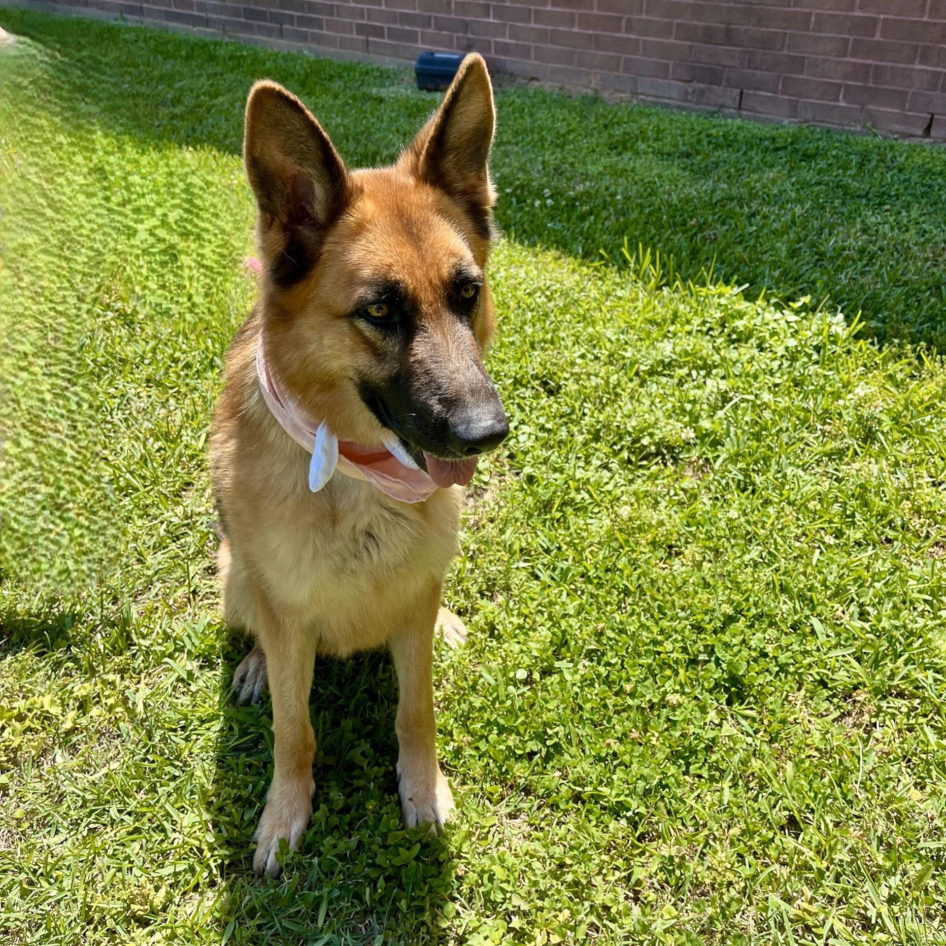 An adult large-sized female German Shepherd Dog dog named Sharona for adoption in angleton, TX