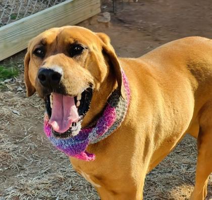 An adult large-sized female Bloodhound dog named Taffy $ for adoption in Seneca, SC
