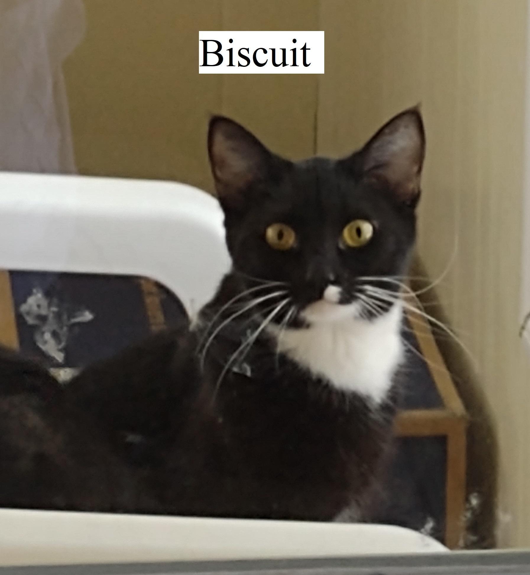 Biscuit