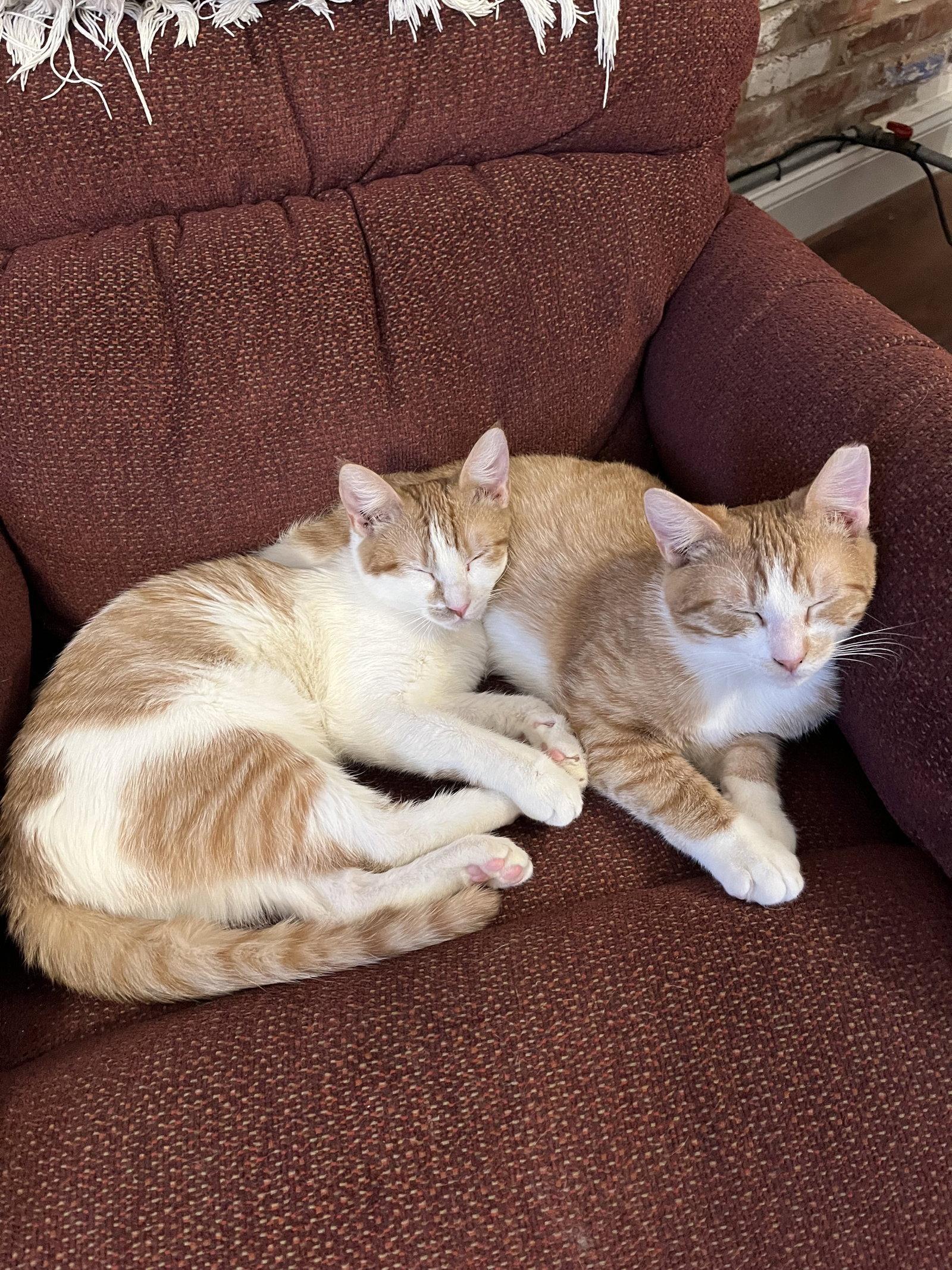 Sonny & Cher: Bonded