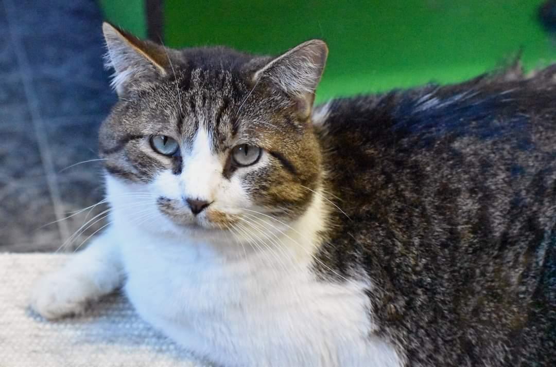 A young medium-sized male Domestic Short Hair cat named Billy for adoption in Iroquois, IL