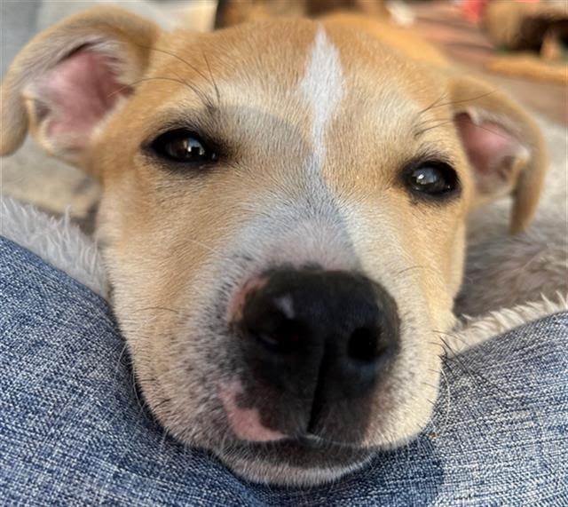 Princess Buttercup A