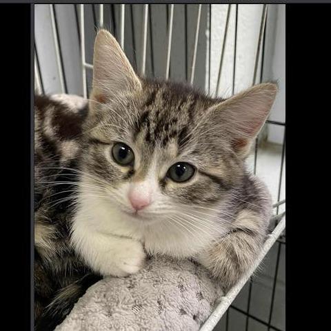 A baby small-sized female Brown / Chocolate Domestic Short Hair cat named Firework In Nokesville for adoption in Alexandria, VA