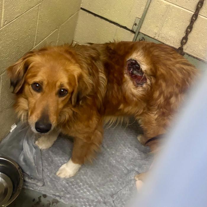 Marty Emergency Intake