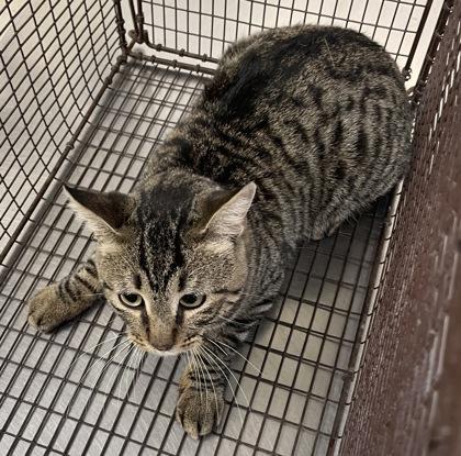 A young medium-sized male Domestic Short Hair cat named Weezer for adoption in San Marcos, TX