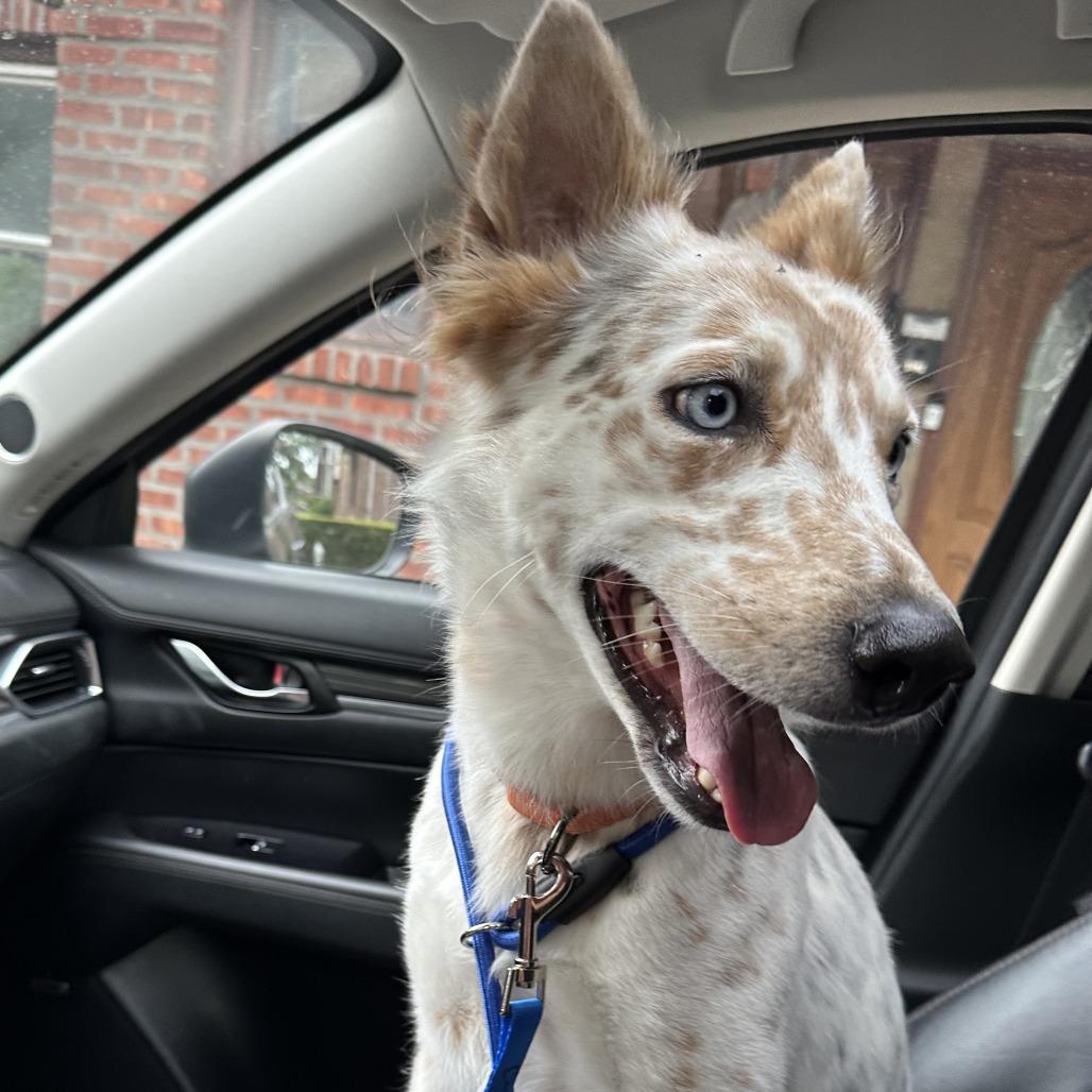 An adult medium-sized male White / Cream Cattle Dog dog named Hinto for adoption in Staten Island, NY