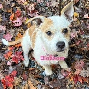 A young medium-sized female Yellow / Tan / Blond / Fawn Mixed Breed dog named Blossom for adoption in Wappingers Falls, NY