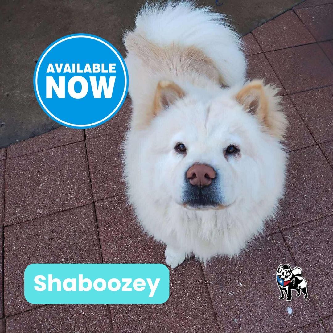 An adult medium-sized male Yellow / Tan / Blond / Fawn Chow Chow dog named Shaboozey for adoption in Houston, TX