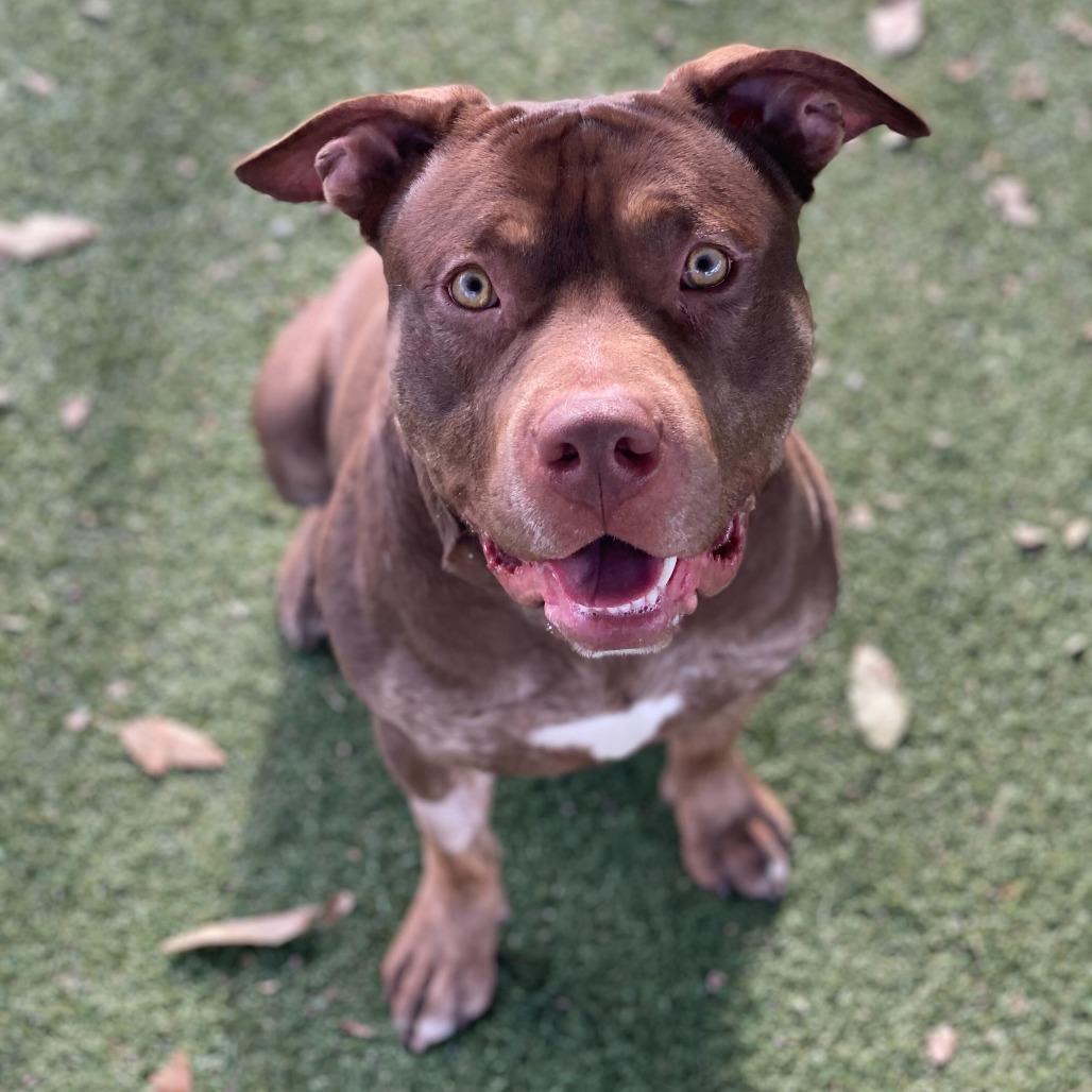 A young large-sized male Red / Chestnut / Orange Pit Bull Terrier dog named Colby for adoption in Riverside, CA