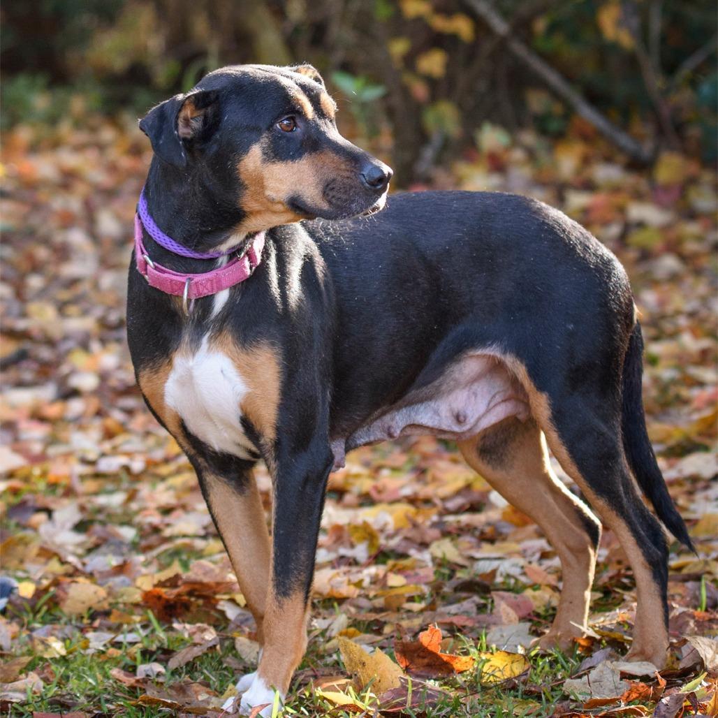 A young medium-sized female Brown / Chocolate Mixed Breed dog named Gigi for adoption in Summerville, SC