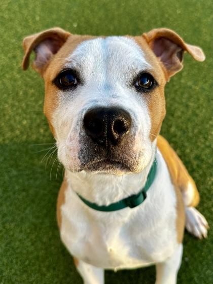 Rocko’s Modern Life