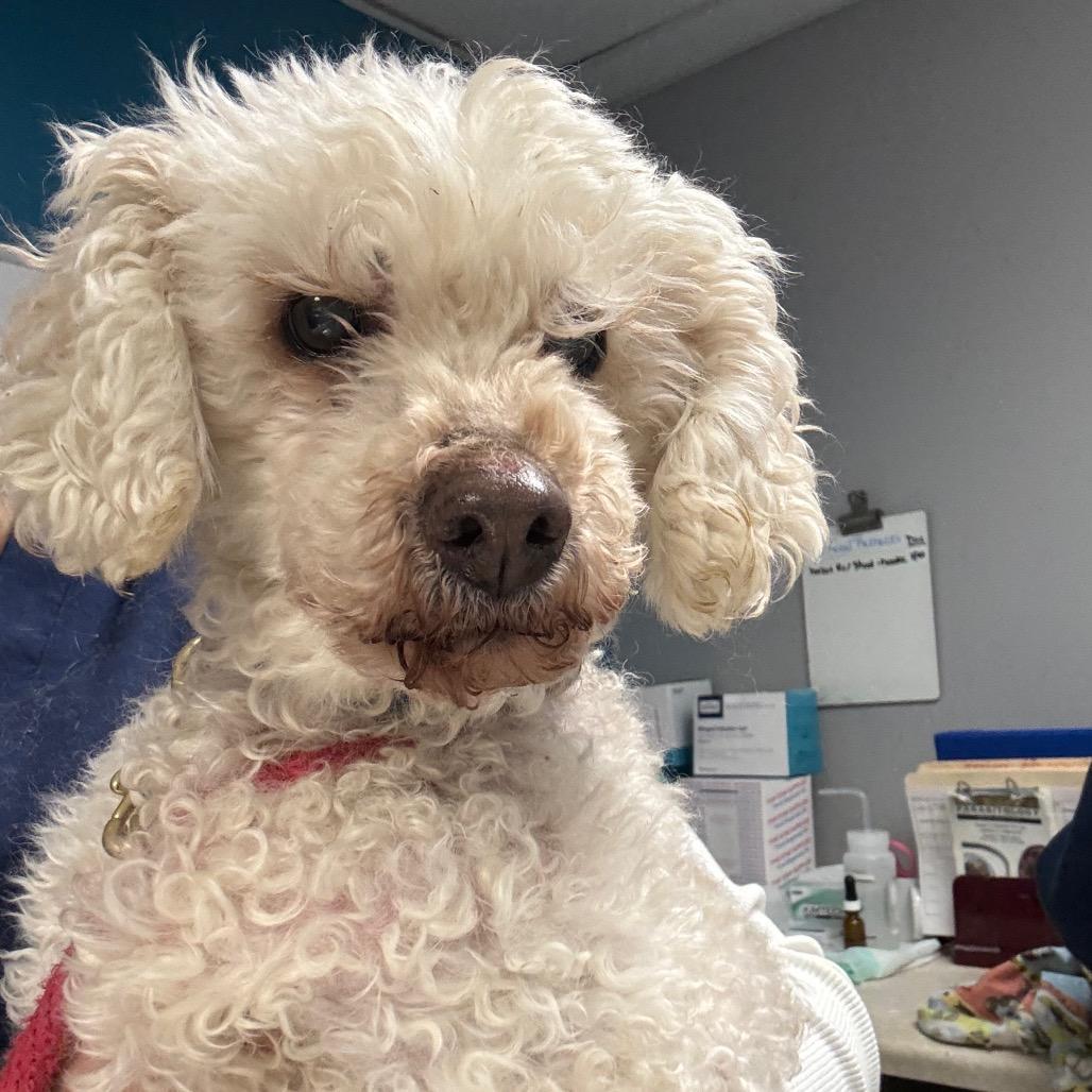 A senior small-sized male White / Cream Poodle dog named Ferrari for adoption in Vineland, NJ