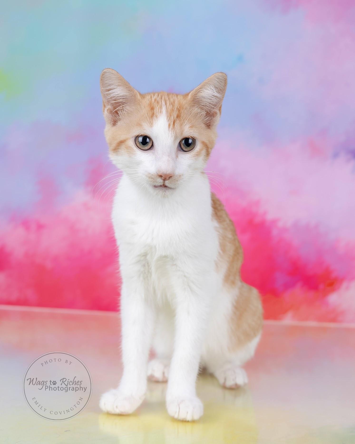 A young medium-sized female White Domestic Short Hair cat named Lili for adoption in Tuscaloosa, AL