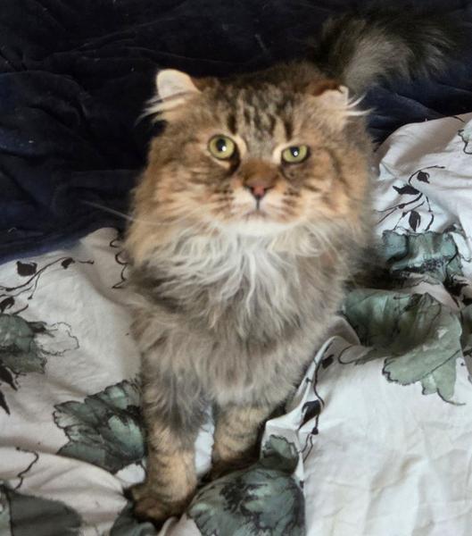 Wv Jacksonfiv Positive