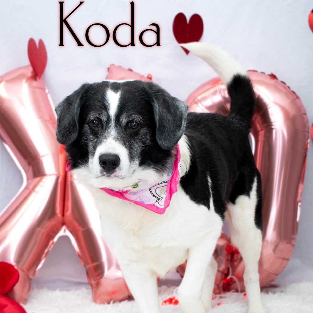 Koda