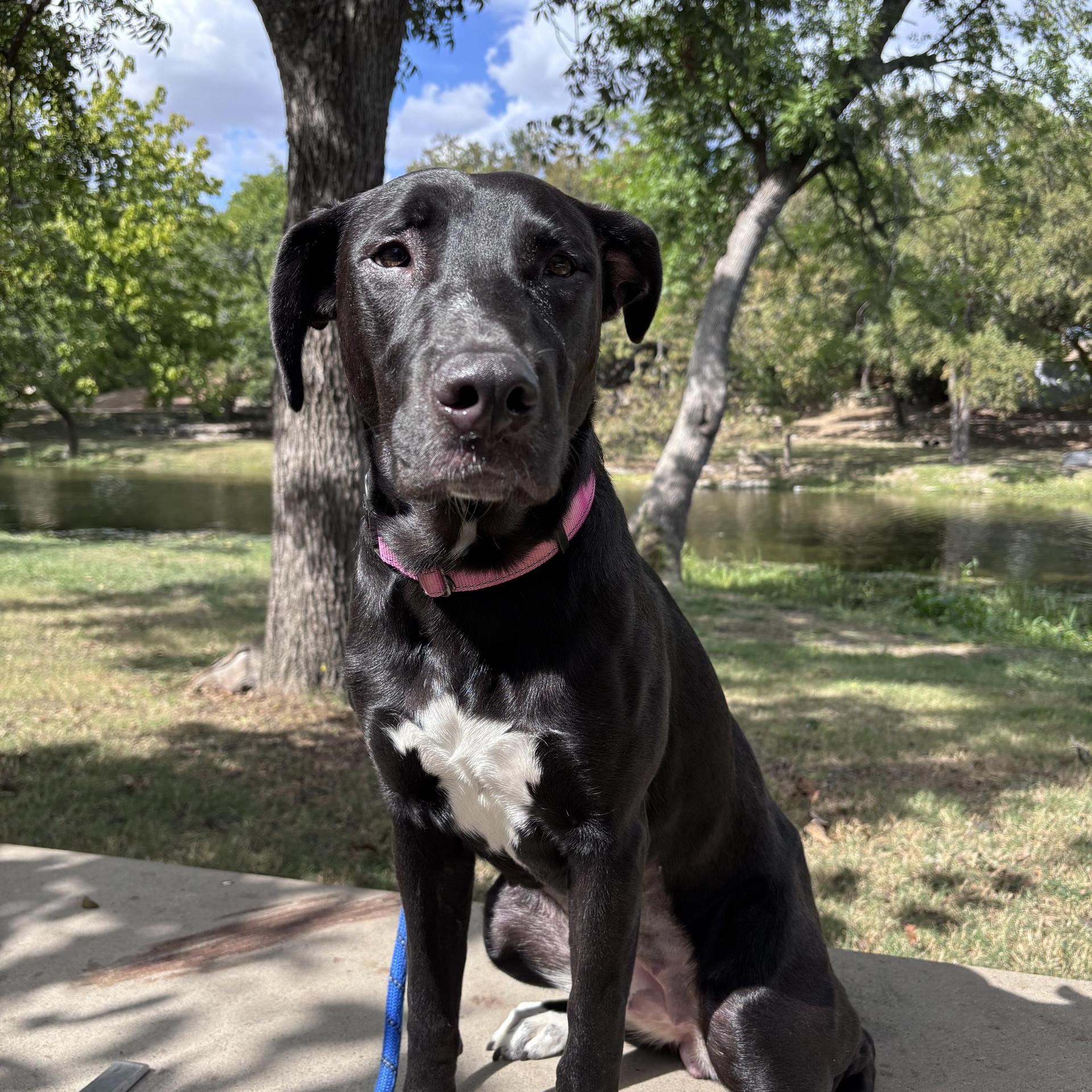 A baby medium-sized female Black Labrador Retriever dog named Ellie for adoption in Pflugerville, TX