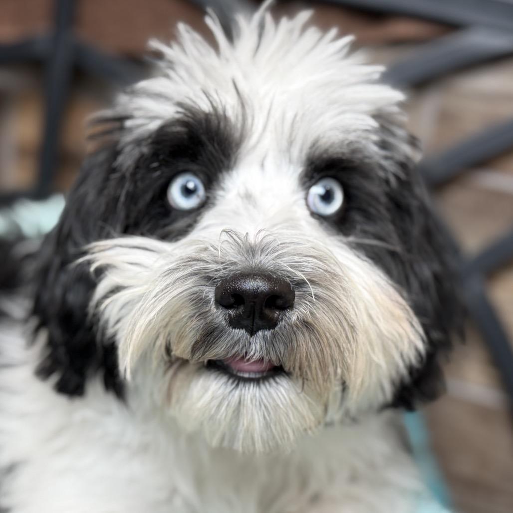 Cosmo — The Softest