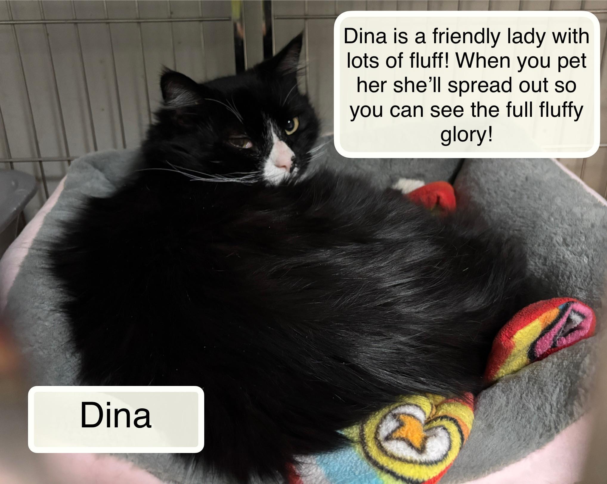 Dina