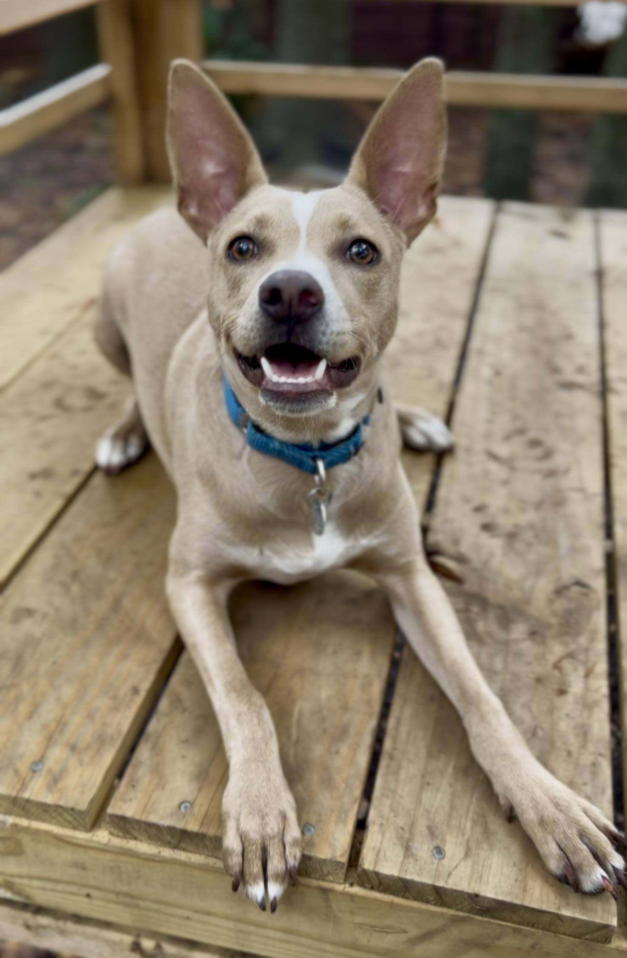 A young medium-sized female Apricot / Beige Mixed Breed dog named Costello for adoption in Charleston, SC