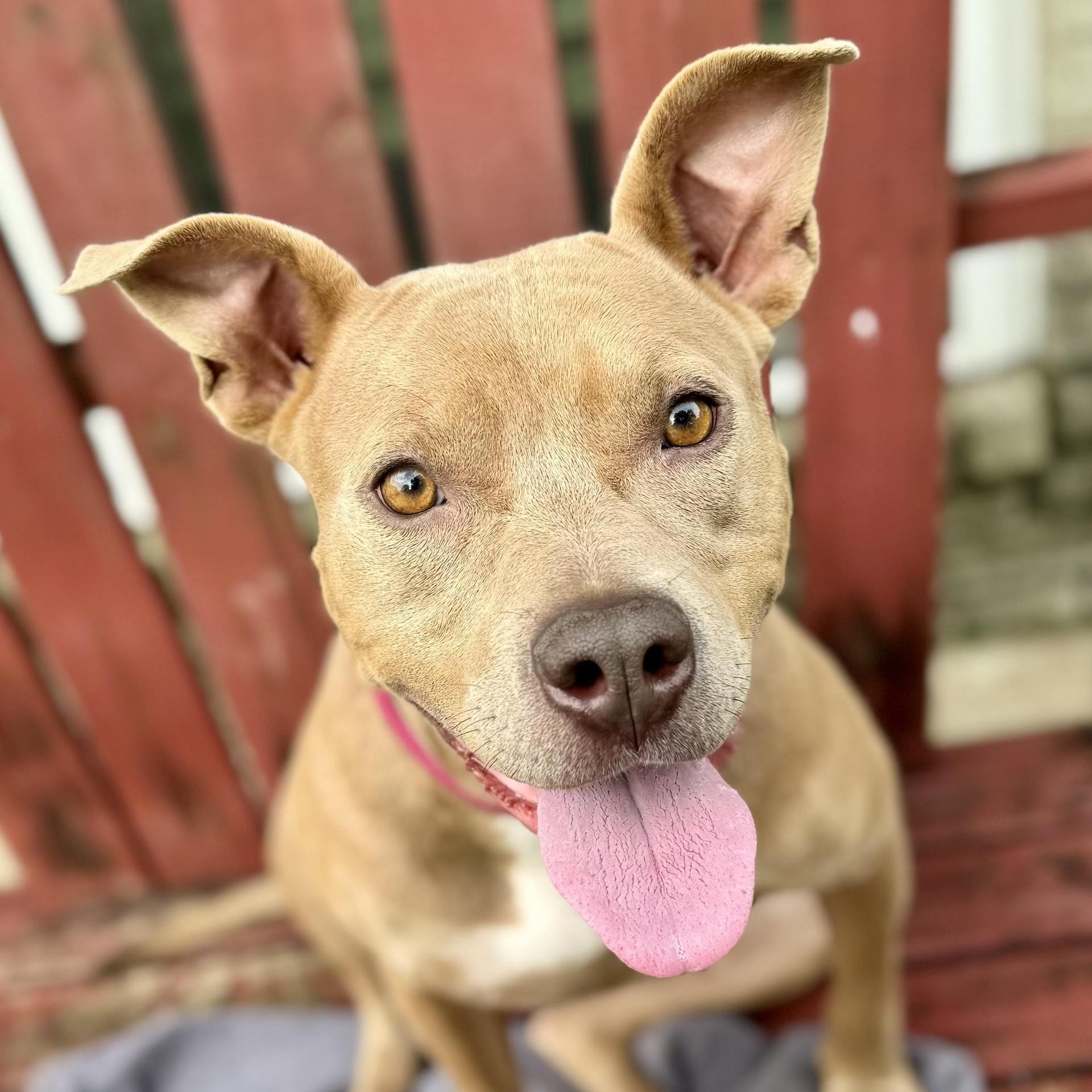 Sadie