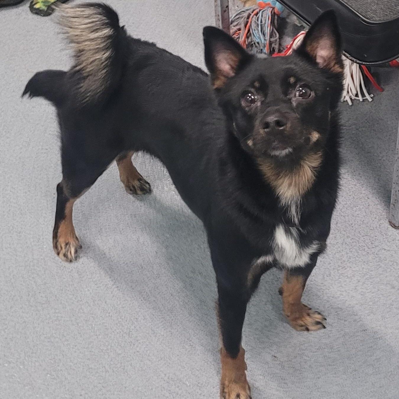 Coconut! Playful Little Girl!