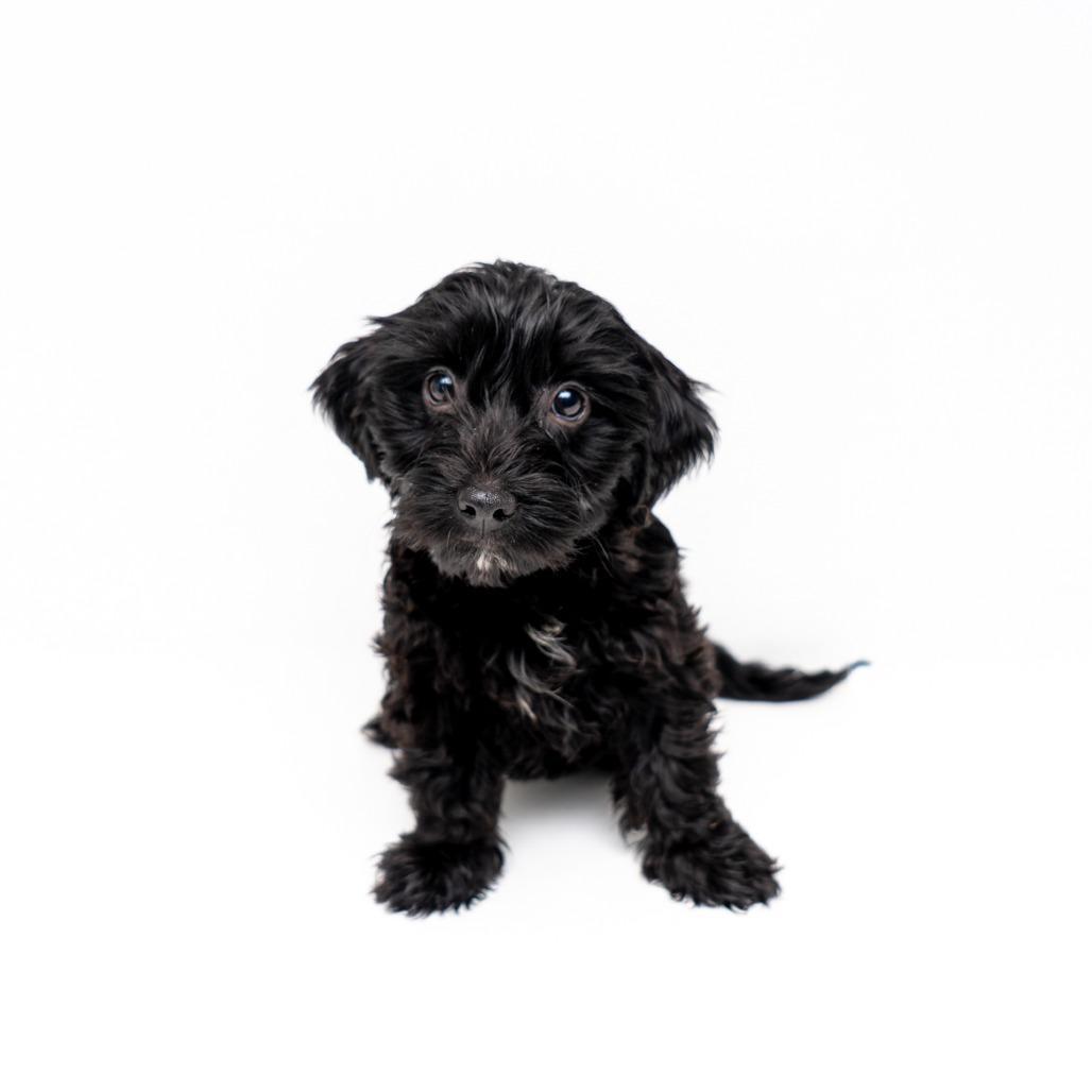 Lobster Bisque photo 1