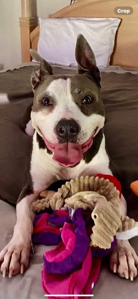 An adult medium-sized female Black Pit Bull Terrier dog named Jersey for adoption in Conroe, TX