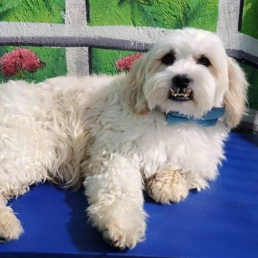 Mr. Cutie Pie Chancy