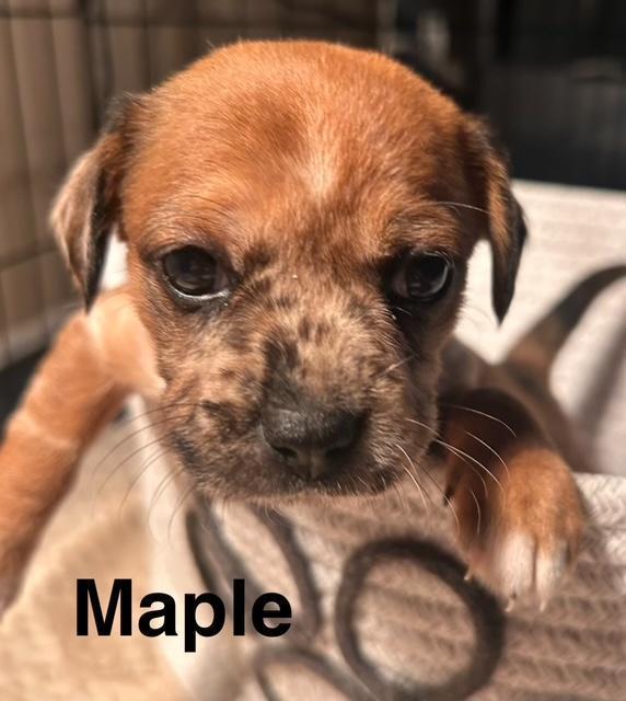 Puppy Maple Girl