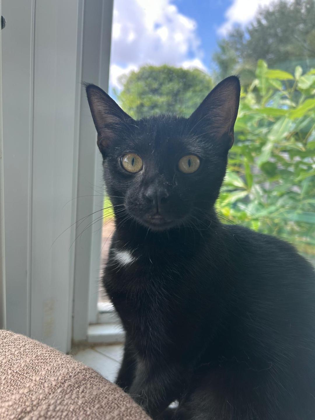 A young medium-sized female Black Domestic Short Hair cat named Ziggy for adoption in Boca Raton, FL